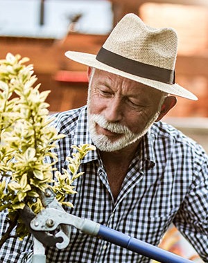 Mature man trimming plants.